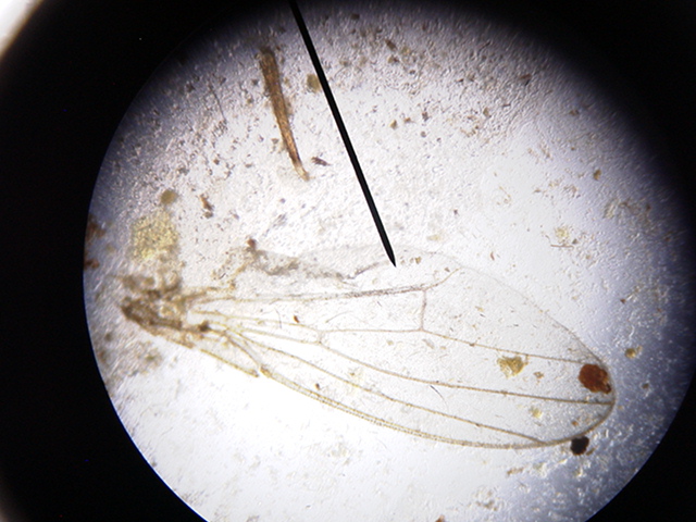 Mantella Fecal Hydi Wing