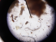 Mantella Expectata Fecal w/ worms