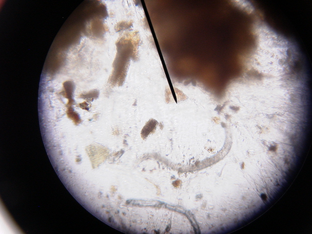 Mantella Expectata Fecal w/ worms