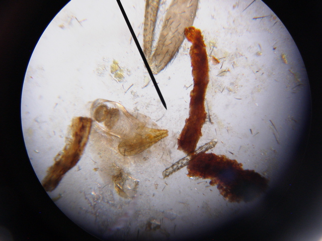 Mantella Fecal Fly wing and leg