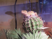 Male Leopard Gecko