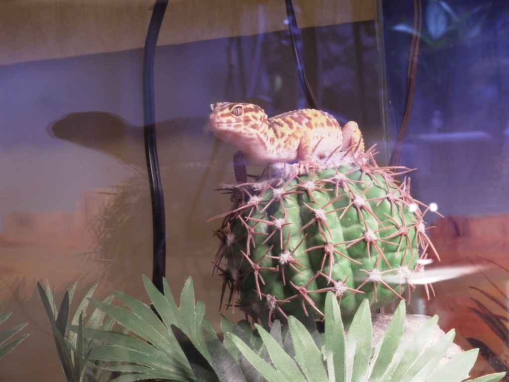 Male Leopard Gecko