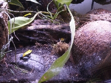 Rogge's Froggies