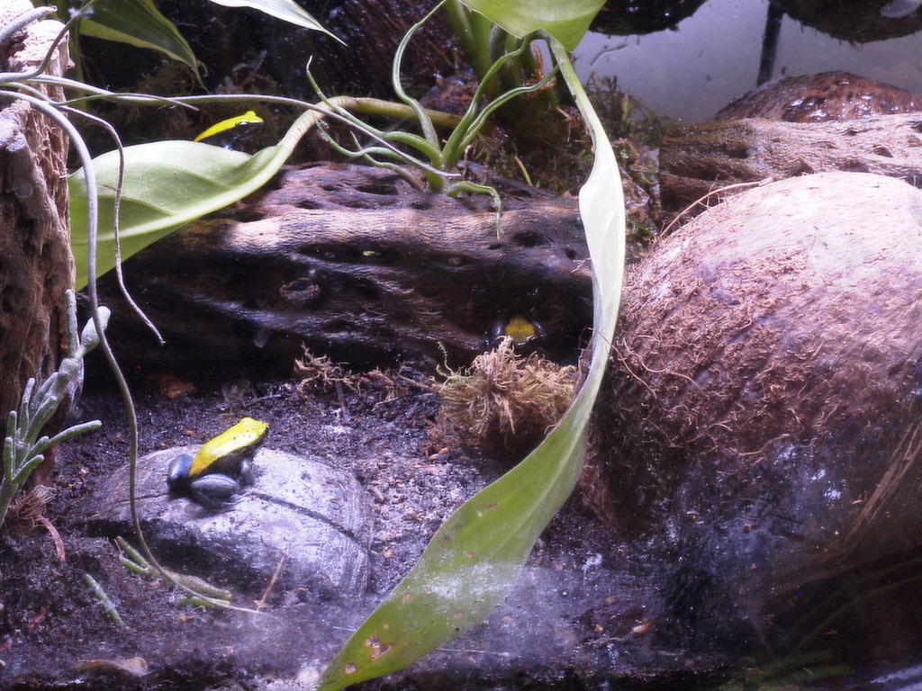 Rogge's Froggies