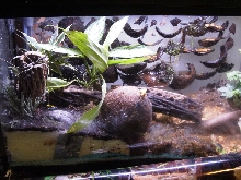 Mantella Viv