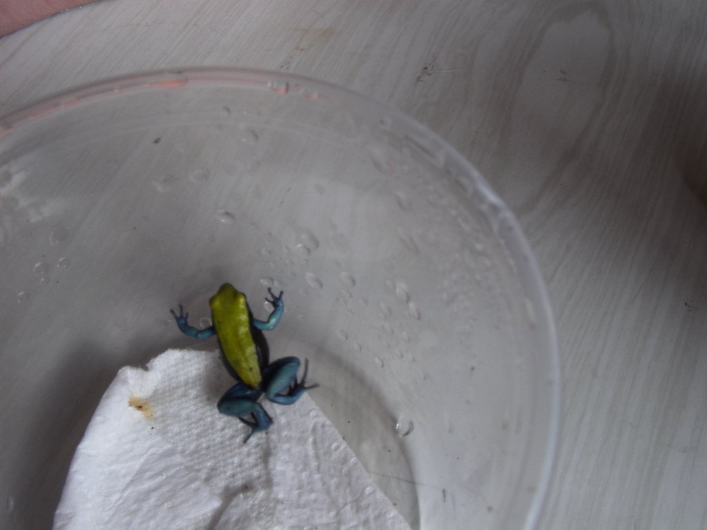 Sick Mantella Frog with worms looks healthy