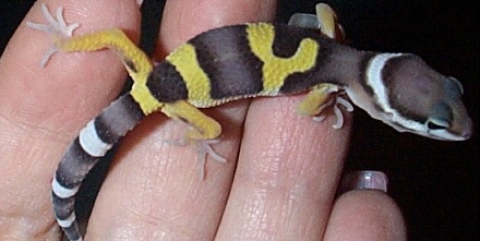 Biggest of the rescued babies