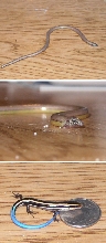 ca legless lizard & hatchling w. skink