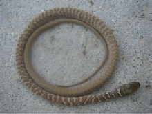 Dead Coachwhip