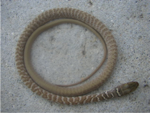 Dead Coachwhip