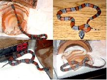 Baby Gray Banded King