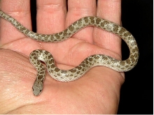 Night snake