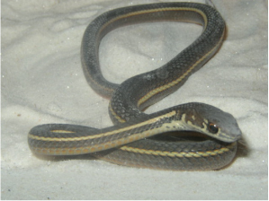 Striped Racer 1