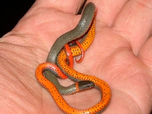 San Bernardino Ringneck snake