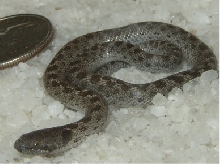 Hypsiglena torquata (San Diego Night Snake)