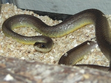 Western Yellow-bellied Racer