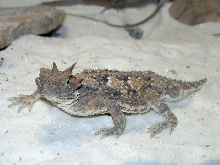 Platyrhinos