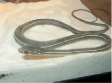 Striped Racer 2