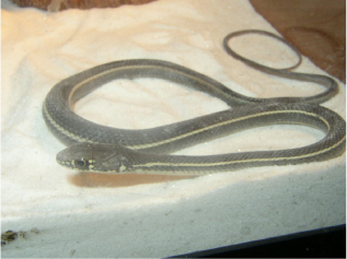 Striped Racer 2