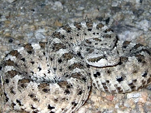 Sidewinder