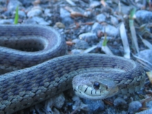 eastern garter