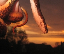 a savu sunset