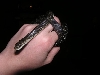 black rat