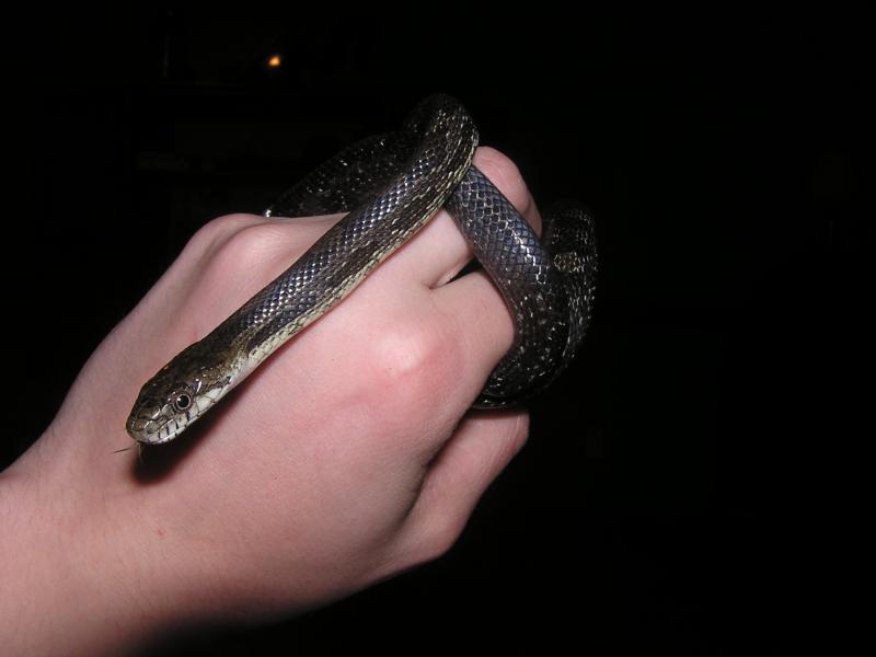 black rat