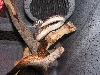 savu python on branch