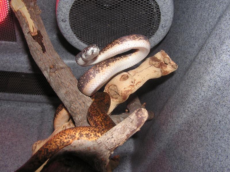 savu python on branch