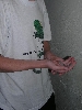 gecko