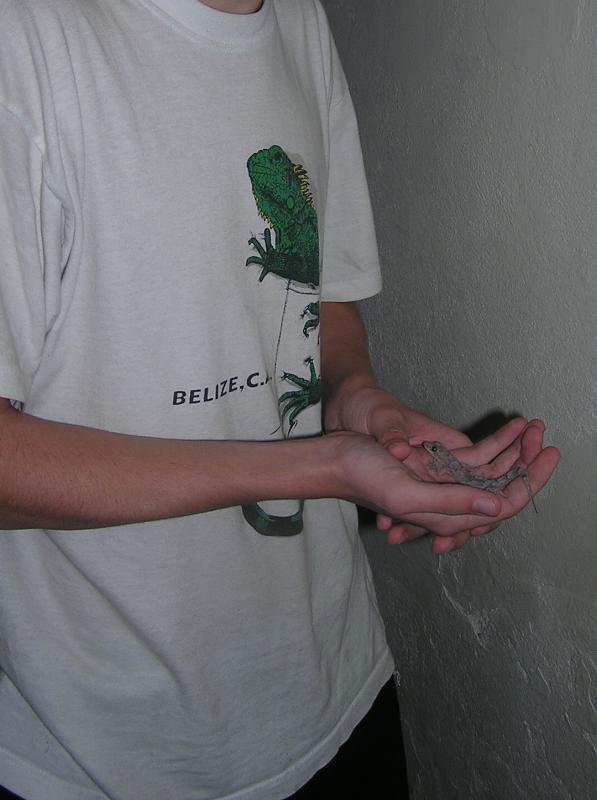 gecko