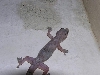 gecko found in brazil