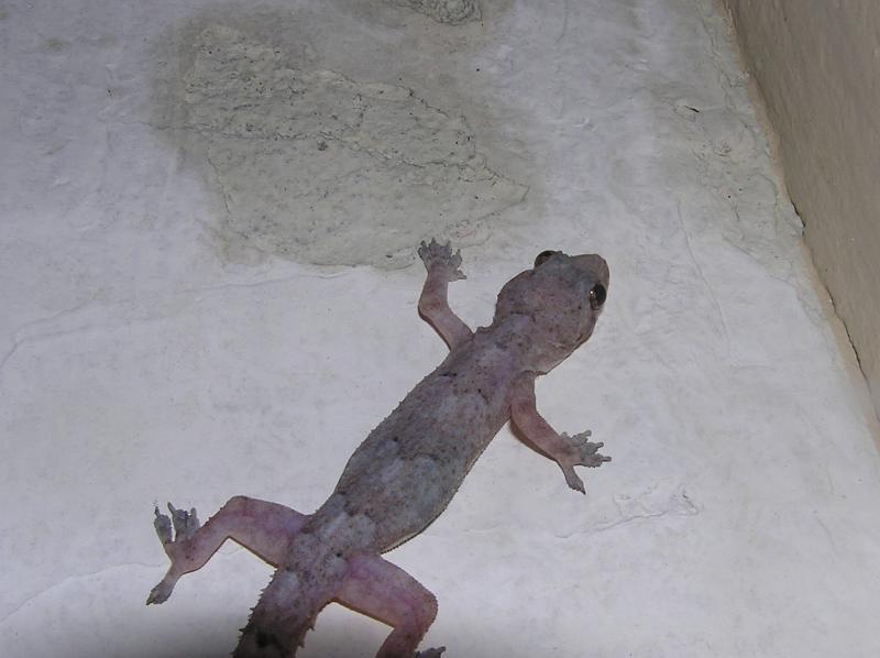 gecko found in brazil