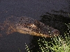 gator