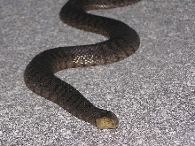 water snake