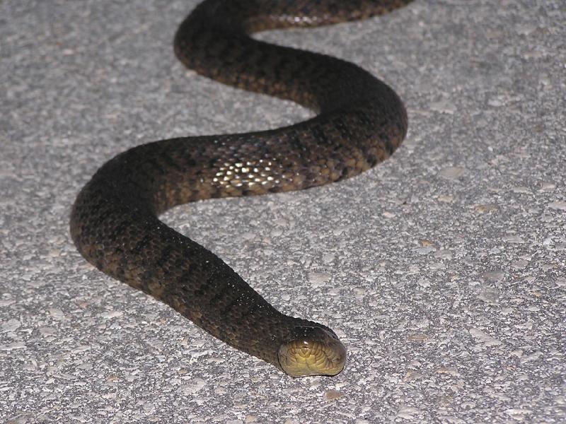 water snake