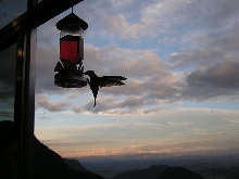 humming bird