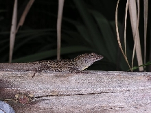 anole