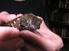 snapper