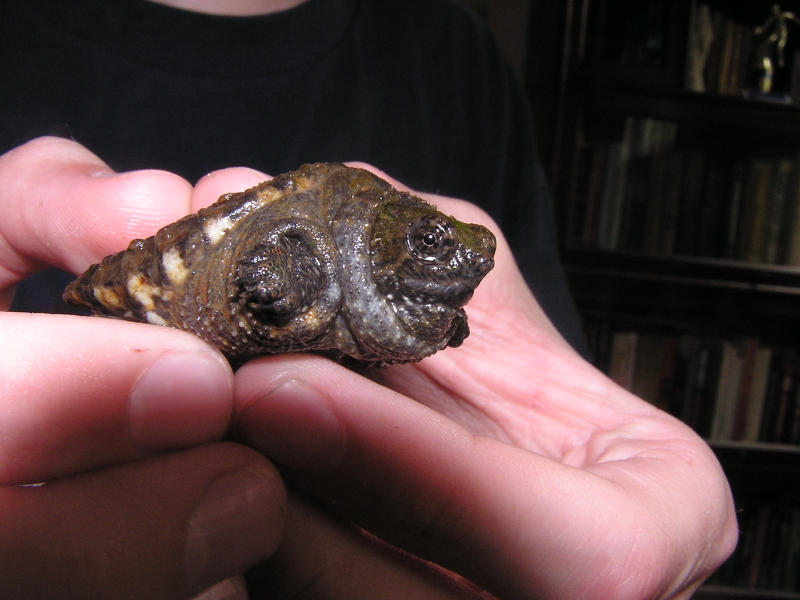 snapper