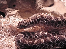 hognose