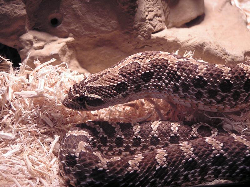 hognose