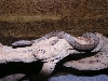 c. b. australis