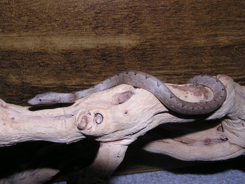 c. b. australis