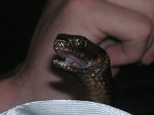 new coachwhip gape