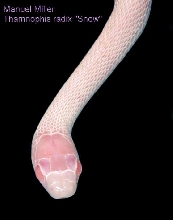 Thamnophis radix "SNOW"