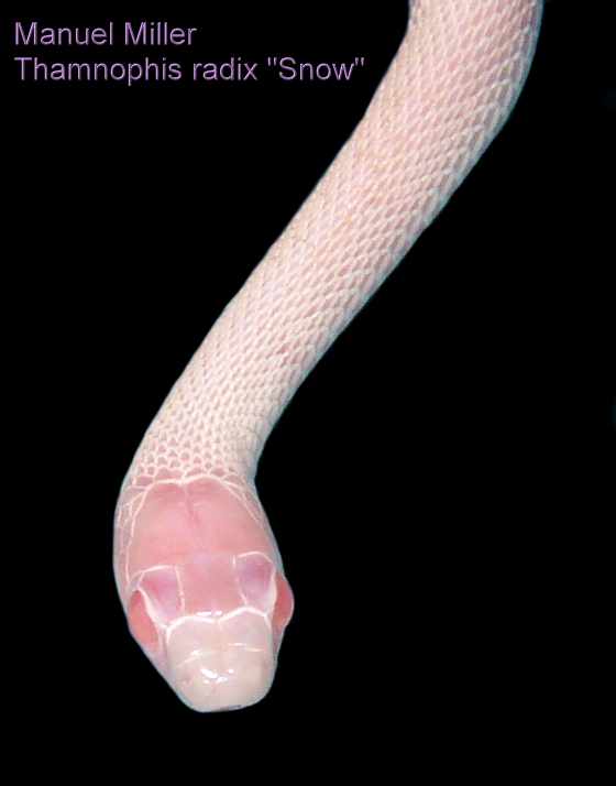 Thamnophis radix "SNOW"