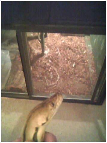 Orkin's cage under bed