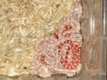 baby corns